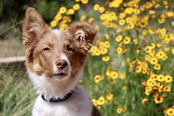 /images/uploads/the santa fe new mexican/santafepetcontest-2025/entries/31703thumb.jpg